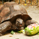 Image of another tortoise via Getty.